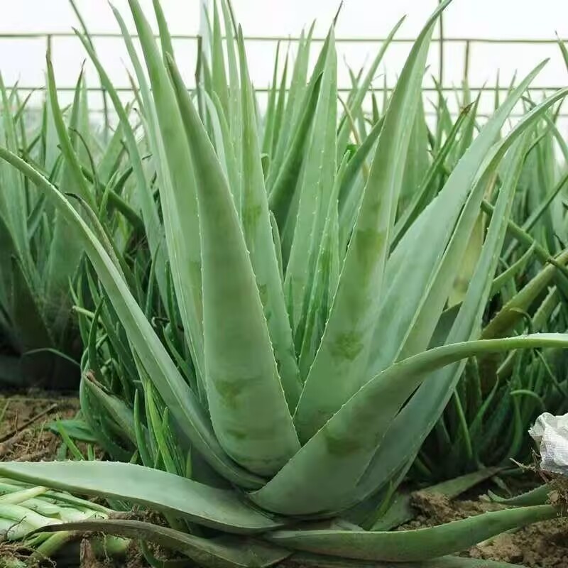 100% Daun Lidah Buaya Kering A - Soap Making Raw Material ulasan dan harga